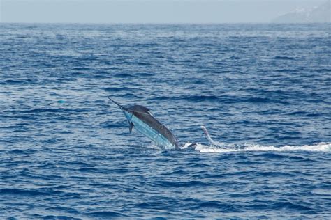 Best time for Fishing Blue Marlin in Madeira 2024.